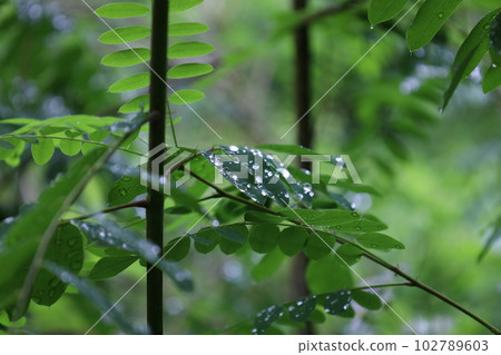 Amorpha fruticosa in the rainy forest, leaves and reflections, raindrops Amorpha fruticosa in the rainy forest, leaves and reflections, raindrops 102789603