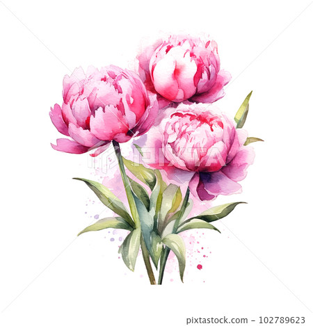 Pink bouquet of peonies watercolor on white background. Abstract colorful. Floral decor. Vintage illustration for print design. Pink bouquet of peonies watercolor on white background. Abstract colorful. Floral decor. Vintage illustration for print design. 102789623