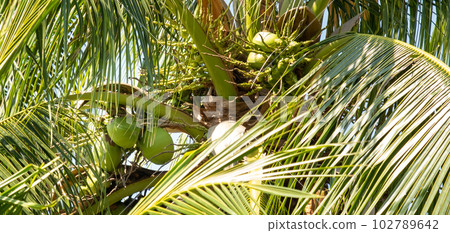 Top view of coconut tree 102789642