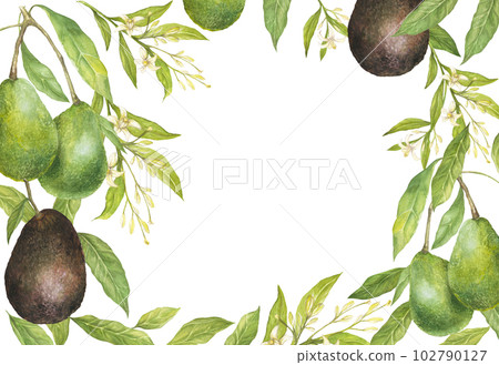 Watercolor botanical illustration of hass avocado flowers and leaves , isolated. Rectangular frame, floral ornament 102790127
