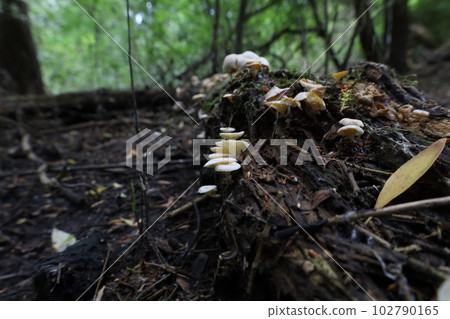 Mushrooms on trees in the autumn forest Mushrooms on trees in the autumn forest 102790165