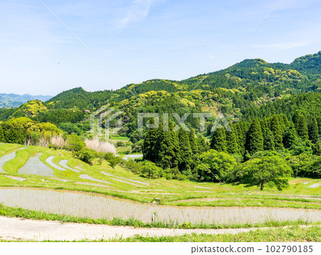 Oyama Senmaida in early summer Rice fields after rice planting 102790185