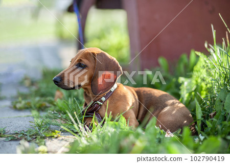 Beautiful brown dachshund dog in the park. The dog is resting. Walking with a dog in a city park. Beautiful brown dachshund dog in the park. The dog is resting. Walking with a dog in a city park. 102790419