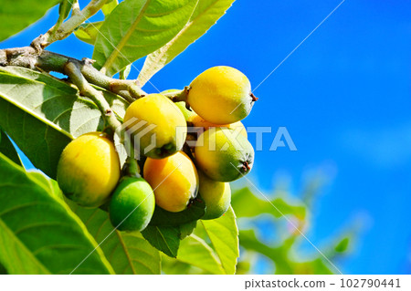 藍天照耀的枇杷果，枇杷果，枇杷樹，果樹，水果 102790441