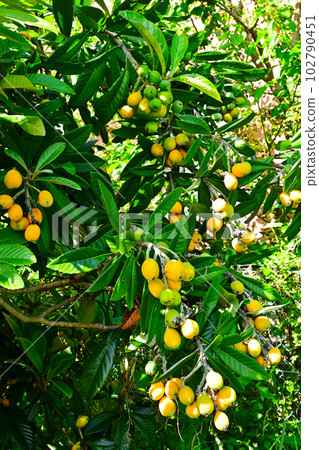 枇杷枇杷樹,果樹,果實 枇杷枇杷樹,果樹,果實 102790451