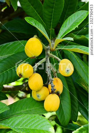 枇杷枇杷樹,果樹,果實 枇杷枇杷樹,果樹,果實 102790453