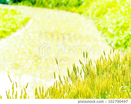 初夏稻田和稻田播種後的麥田中的小山千枚田 102790497