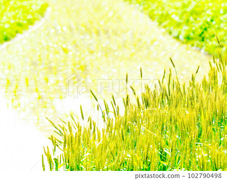 初夏稻田和稻田播種後的麥田中的小山千枚田 102790498