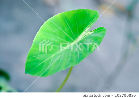 Colocasia variegated, Colocasia plant or alocasia plant or bicolor alocasia Colocasia variegated, Colocasia plant or alocasia plant or bicolor alocasia 102790850