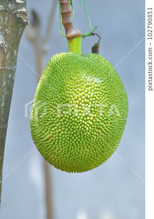 Artocarpus heterophyllus Lam or MORACEAE , jackfruit seed 102790851