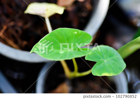 Colocasia variegated, Colocasia plant or alocasia plant or bicolor alocasia Colocasia variegated, Colocasia plant or alocasia plant or bicolor alocasia 102790852