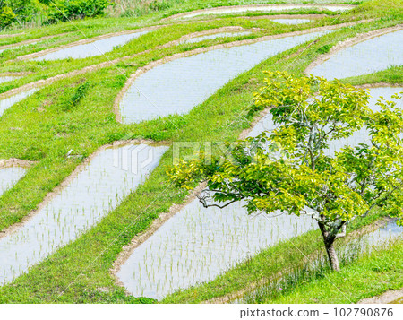 Oyama Senmaida in early summer Rice fields after rice planting Oyama Senmaida in early summer Rice fields after rice planting 102790876