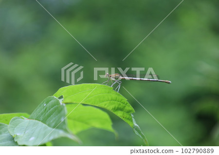 white-legged damselfly, blue featherleg in the summer forest, insects white-legged damselfly, blue featherleg in the summer forest, insects 102790889