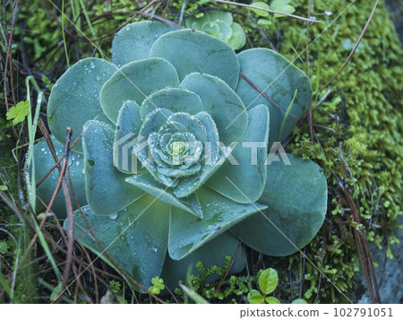 Close up of sempervivum houseleek plant with dew drops on green leaves, Natural background of succulent plant. Sempervivum close-up pattern, selective focus Close up of sempervivum houseleek plant with dew drops on green leaves, Natural background of succulent plant. Sempervivum close-up pattern, selective focus 102791051