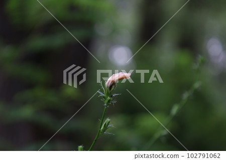 Common chicory in the summer meadow, raindrops, after rain  102791062