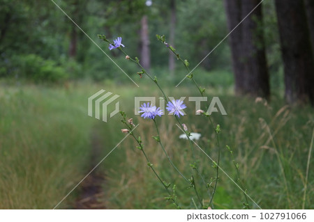 Common chicory in the summer meadow, raindrops, after rain  102791066