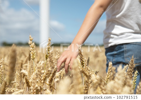 Close-up of little cute happy caucasian girl enjoy touch hand wheat ear walking ripe wheat field against wind mill turbine farm sunny summer day. Child freedom future clean energy environment concept Close-up of little cute happy caucasian girl enjoy touch hand wheat ear walking ripe wheat field against wind mill turbine farm sunny summer day. Child freedom future clean energy environment concept 102791515