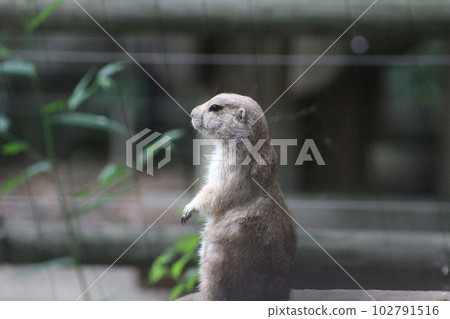 Meerkat standing from the side Meerkat standing from the side 102791516