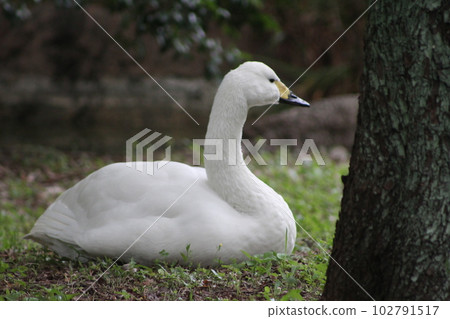 Swan resting in the shade Swan resting in the shade 102791517