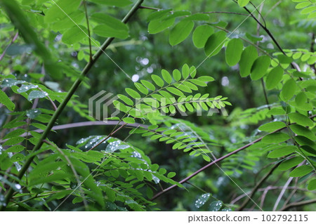 Amorpha fruticosa in the rainy forest, water drops on leaves 102792115