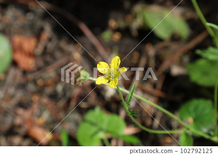 Geum urbanum in the summer forest,  yellow flower in closeup  102792125
