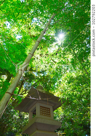 靜岡縣熱海市來宮神社院內的陽光透過樹木 靜岡縣熱海市來宮神社院內的陽光透過樹木 102792203