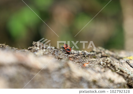 Pyrrhocoris apterus, red black firebug, insects in the summer forest 102792328