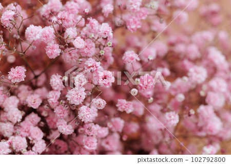 Small pink gypsophila flowers on a blurred soft pink background for background and wallpaper use. 102792800