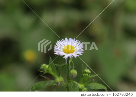 Matricaria in the summer forest, summer meadow atmosphere, white flowers  102793240