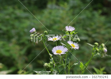 Matricaria in the summer forest, summer meadow atmosphere, white flowers  102793241