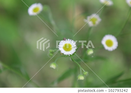 Matricaria in the summer forest, summer meadow atmosphere, white flowers Matricaria in the summer forest, summer meadow atmosphere, white flowers 102793242