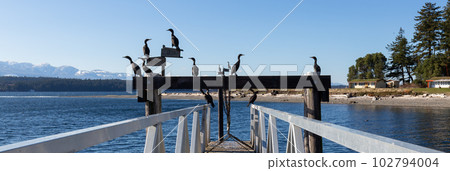 Flock of Birds on the Ocean Coast. Sunny Day. Hornby Island Flock of Birds on the Ocean Coast. Sunny Day. Hornby Island 102794004
