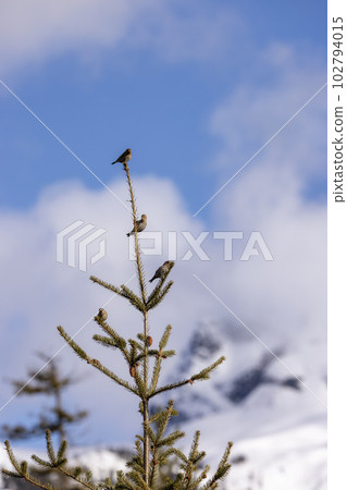 Small Bird sitting on a tree branch with snow mountains in background. Small Bird sitting on a tree branch with snow mountains in background. 102794015