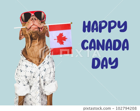 Happy Canada Day. Cute puppy and Canadian Flag Happy Canada Day. Cute puppy and Canadian Flag 102794208
