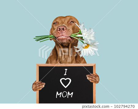 Puppy and a sign with words of love for Mom Puppy and a sign with words of love for Mom 102794270