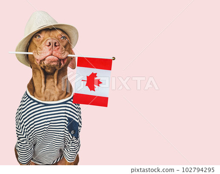 Charming, lovable brown puppy and Canadian flag Charming, lovable brown puppy and Canadian flag 102794295