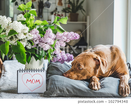 Happy Mother's Day. Cute puppy and bouquet of flowers 102794348