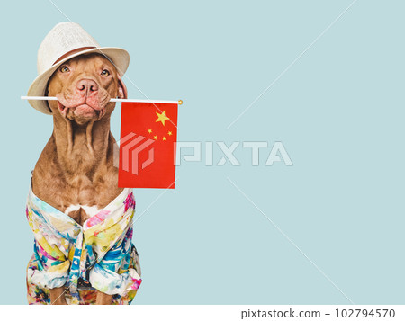 Brown puppy, sun hat and China Flag Brown puppy, sun hat and China Flag 102794570