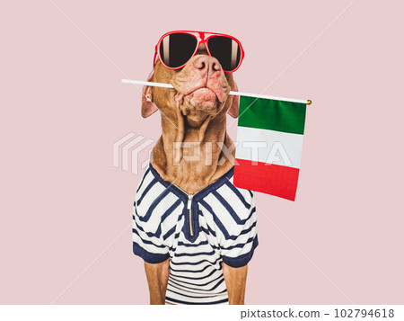 Charming brown puppy, sunglasses and Italian flag 102794618