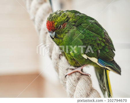 Bright, cute parrot sitting on a rope 102794670
