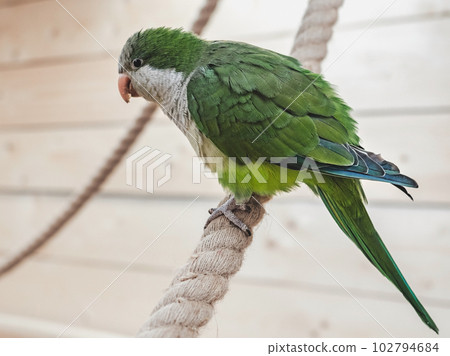 Bright, cute parrot sitting on a rope 102794684