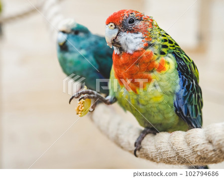 Bright, cute parrot sitting on a rope 102794686
