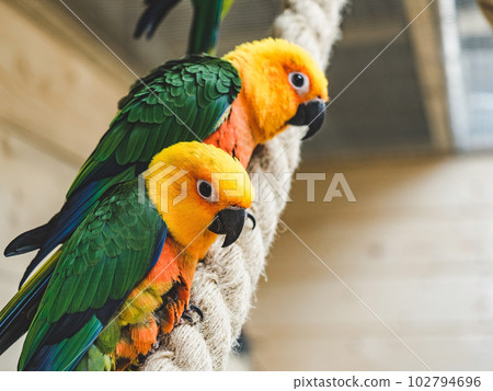Bright, cute parrot sitting on a rope 102794696