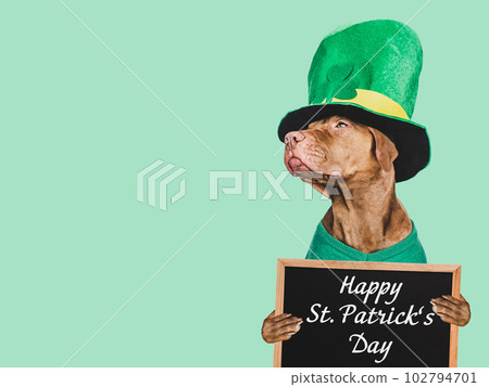 Puppy and a bright green leprechaun hat 102794701
