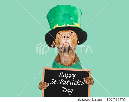 Puppy and a bright green leprechaun hat 102794702