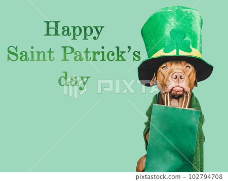Puppy and a bright green leprechaun hat 102794708