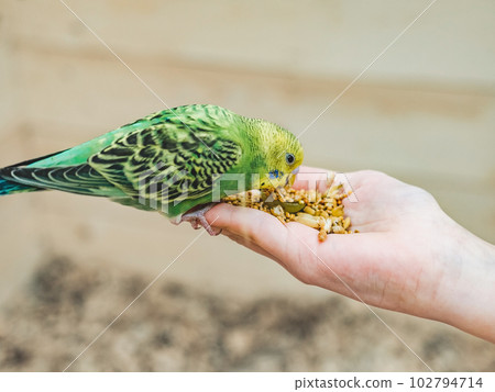 Bright, cute parrot and a young woman 102794714