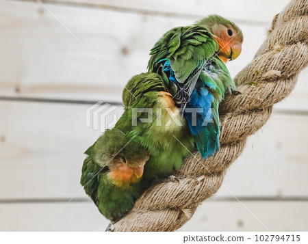Bright, cute parrot sitting on a rope 102794715