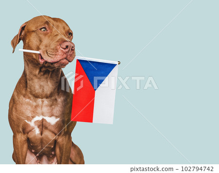 Puppy with the national flag of Czechia 102794742