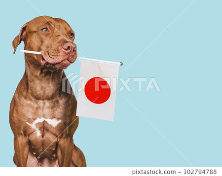 Charming puppy with the national flag of Japan Charming puppy with the national flag of Japan 102794788
